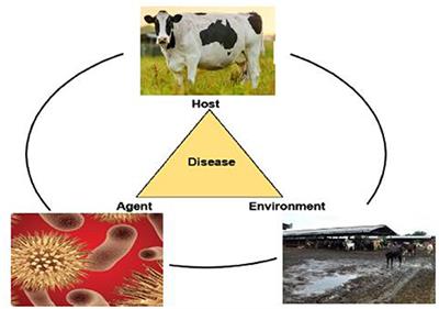 Combating Bovine Mastitis in the Dairy Sector in an Era of Antimicrobial Resistance: Ethno-veterinary Medicinal Option as a Viable Alternative Approach